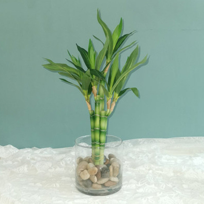 Aquarium Fish Guppy - New 40cm Artificial Lucky Bamboo Succulent