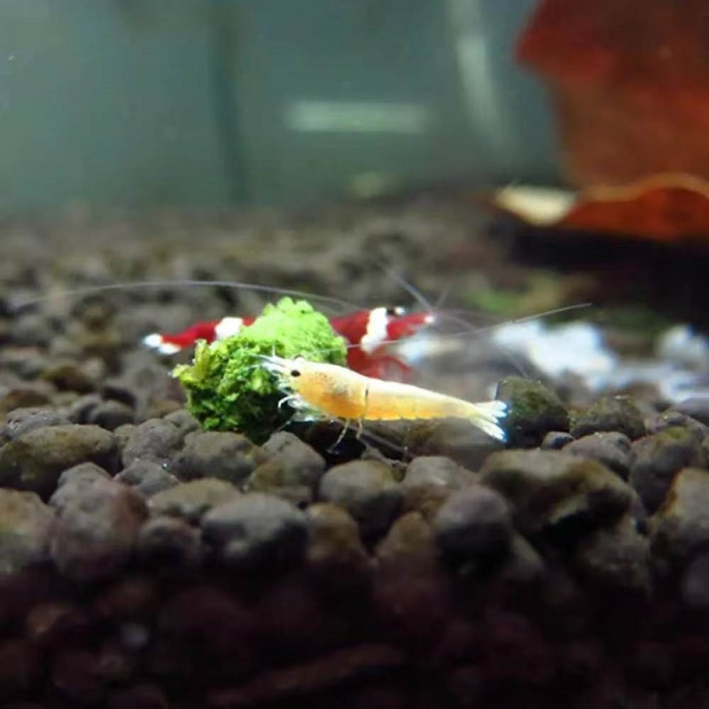 Spinach Shrimp Feed Ornamental - огляд і ціна Aquarium Fish Vitamin