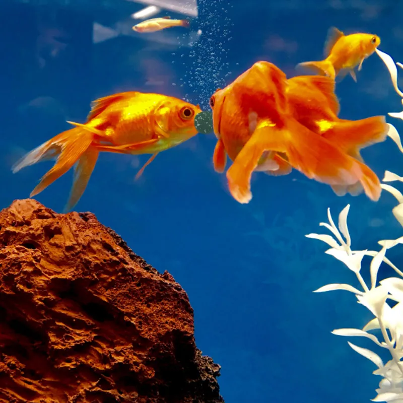 100pcs High Purity Spirulina T - огляд і ціна Aquarium Fish Vitamin