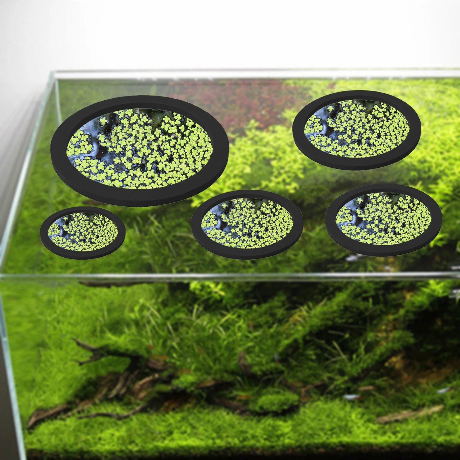 5Pcs EVA Fish Feeding Ring Aqu - огляд і ціна Aquarium Fish Real