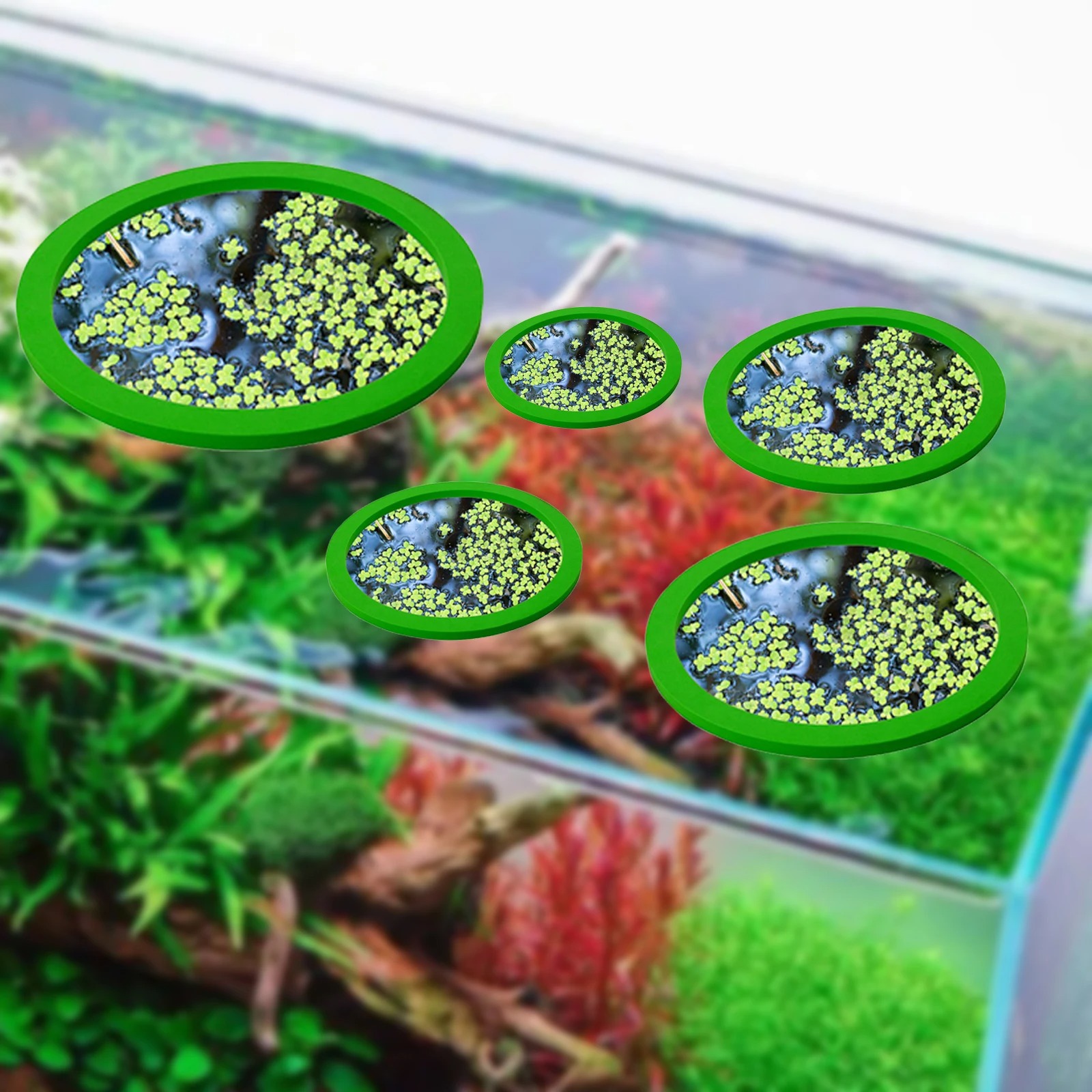 5Pcs EVA Fish Feeding Ring Aqu - огляд і ціна Aquarium Fish Real