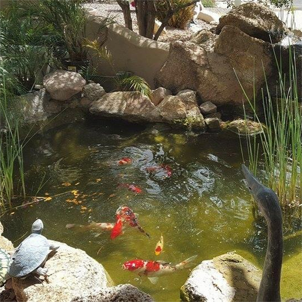 Color Enhancing Goldfish Food  - огляд і ціна Aquarium Fish Vitamin