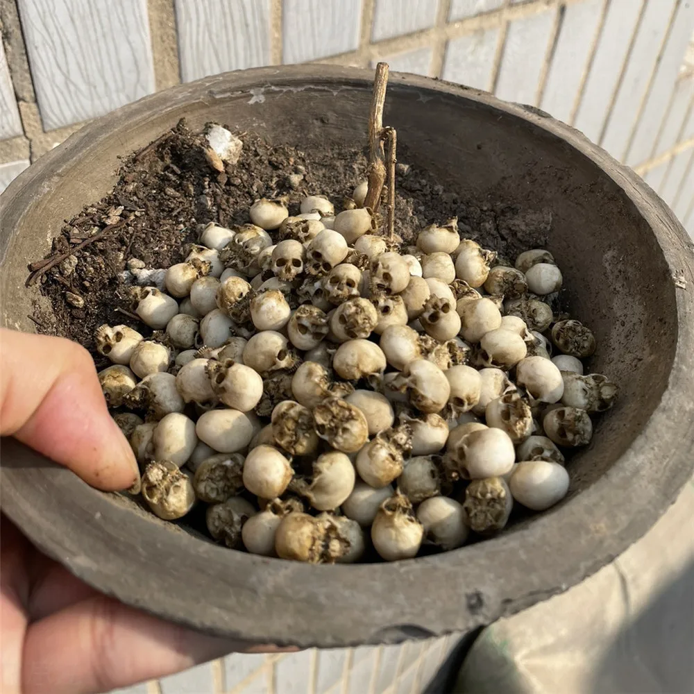 Mini Skull High Quality Miniat - огляд і ціна Aquarium Fish Guppy